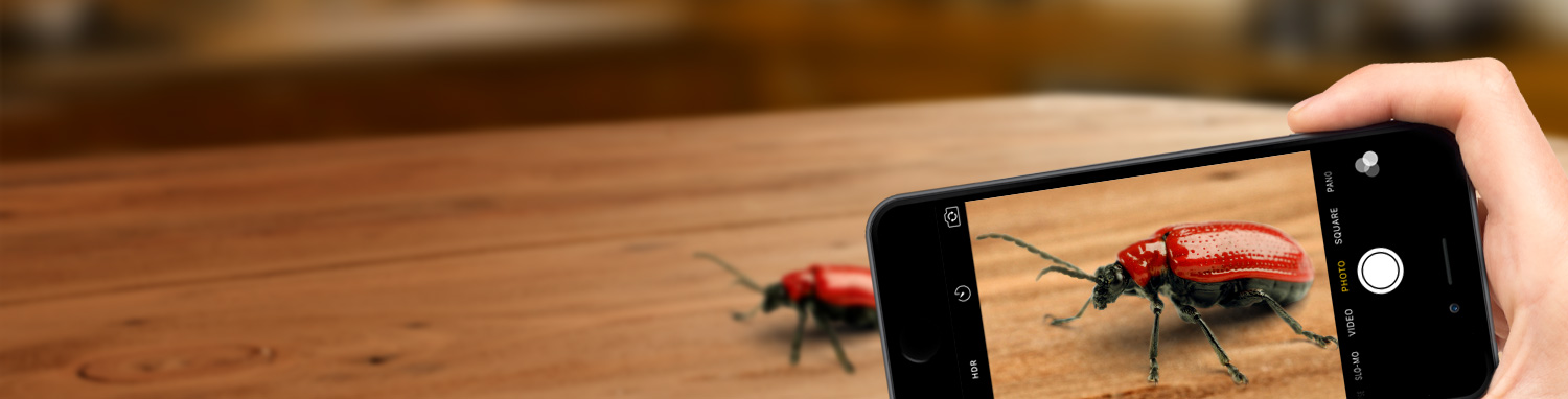 clarks-hero-wthit Bug identifier - Identify a bug online