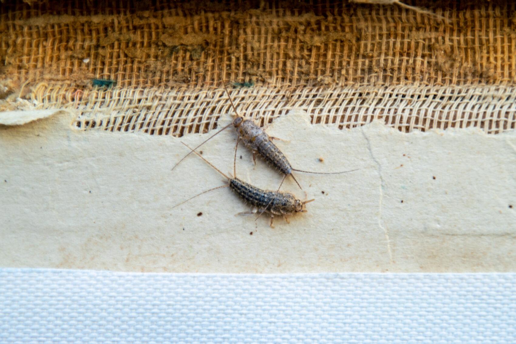 How to Protect Your Home from Silverfish Clark's Termite & Pest Control
