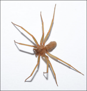 "How Do You Know You've Been Bitten By A Spider?" Rich results on google SERP when searching spider bites
