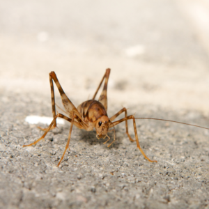 critter control 101