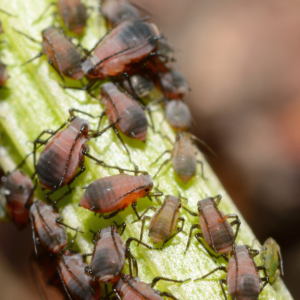 critter control 101