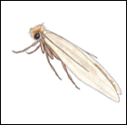 Clothes moth Clothes moth