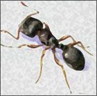 Pavement Ant