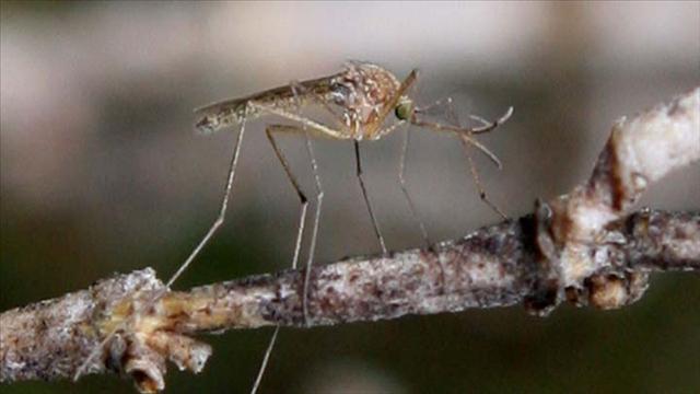 110602074606_mosquito-getty-images