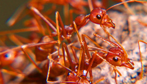 Fire ant removal and other pest control services in SC
