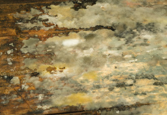 Mold and Moisture Remediation in South Carolina mold removal, moisture removal, get rid of mold, get rid of moisture