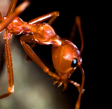 4 Interesting Facts You Never Knew About Queen Ants Clark S Pest