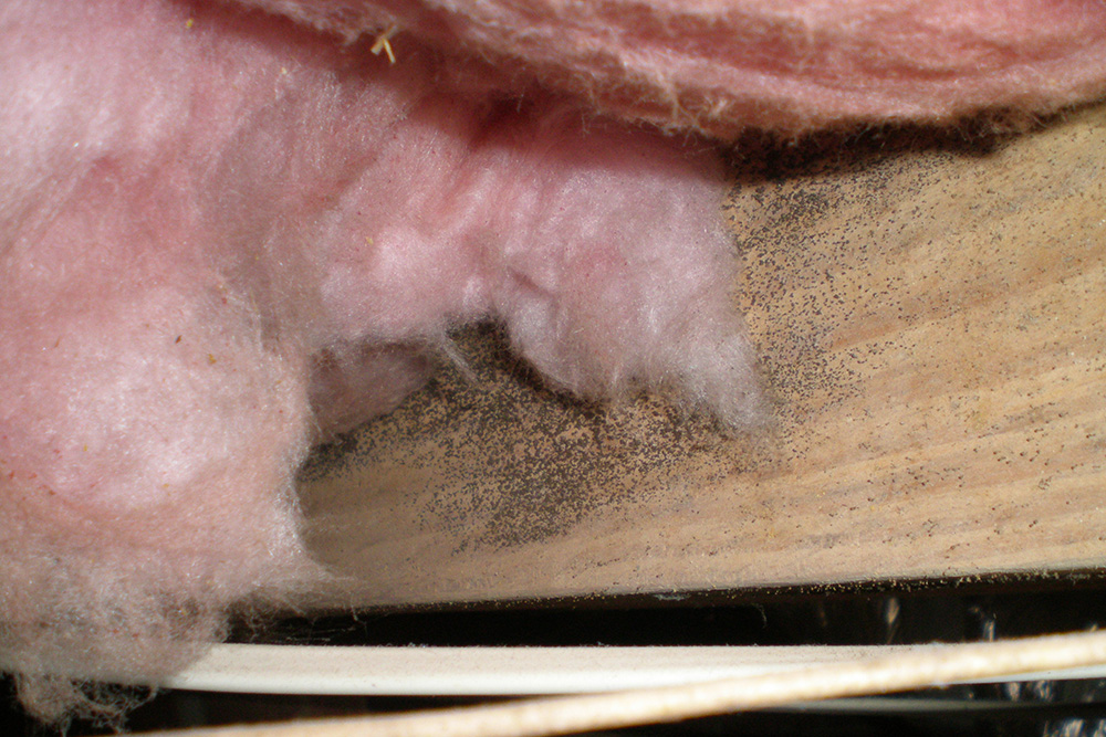 blogpost-mold