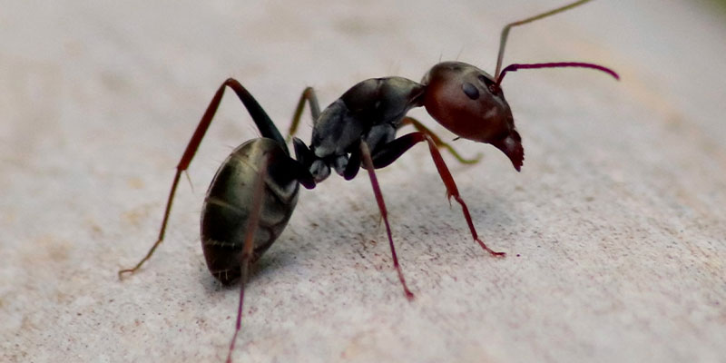 ant exterminator