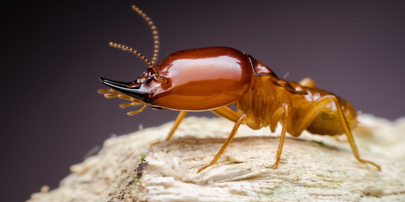 Termite Control in the Carolinas