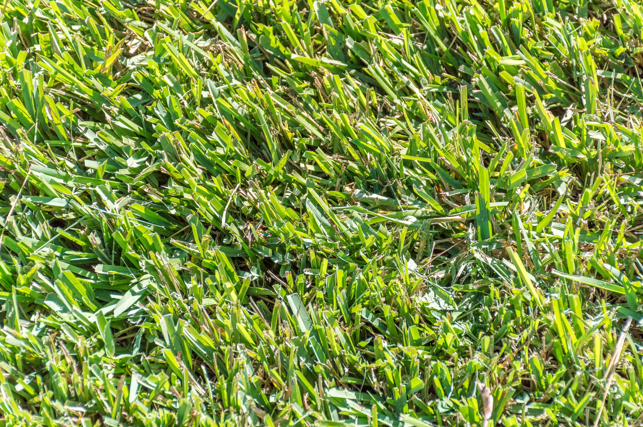 lawngrass
