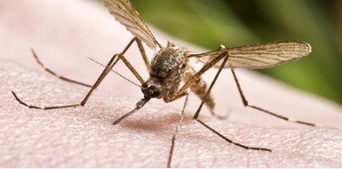 Mosquito Exterminator