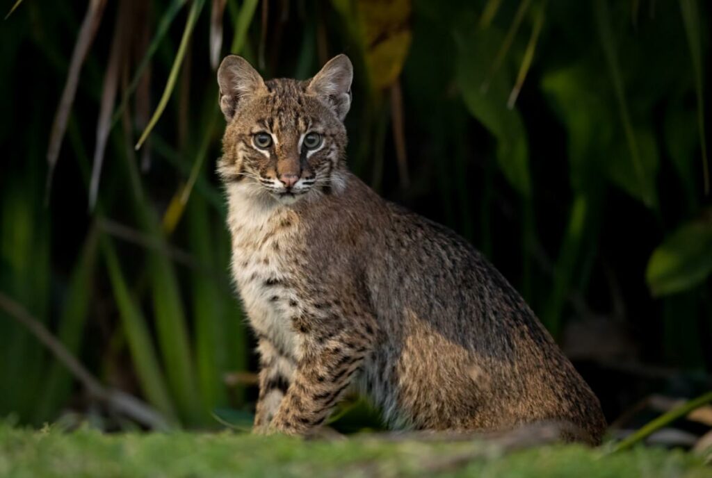 Clark's SMART Pest Control Protects Kiawah Bobcats