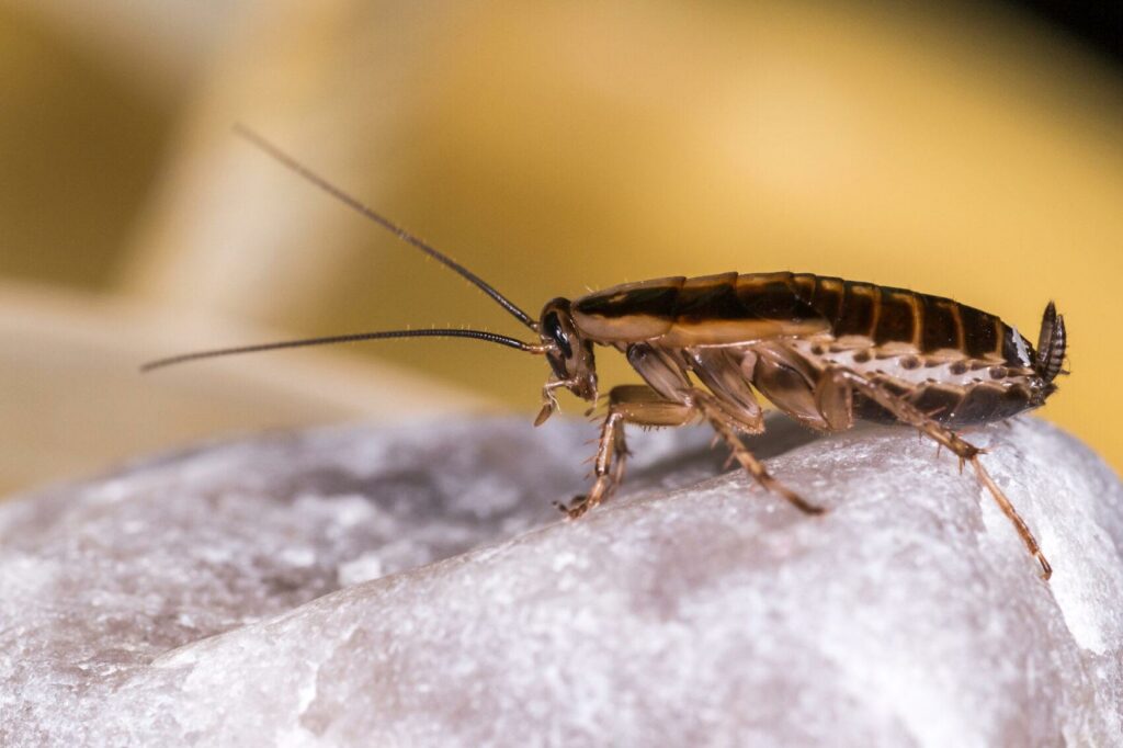 German Cockroach Exterminator