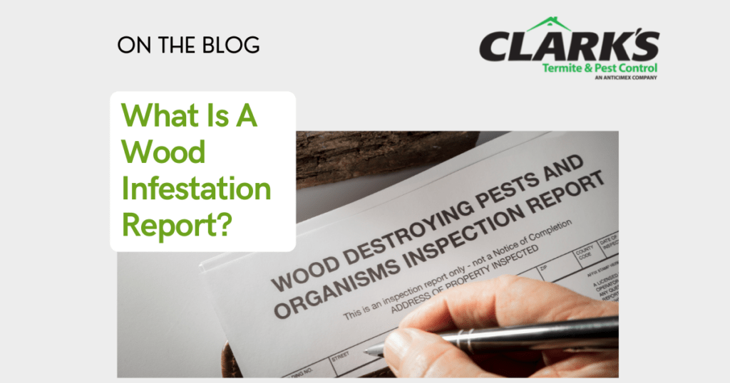 what is a wood infestation report