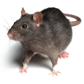 Rat Example Our Extensive Common Pest Library - Clark's Pest Control