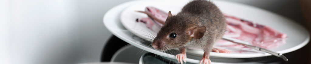 Rodent Proofing Your Home for Spring - Stop Rats and Mice