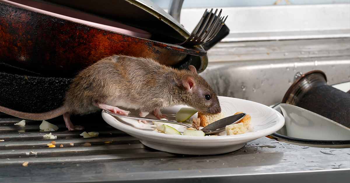 Rat Exterminator in the Carolinas