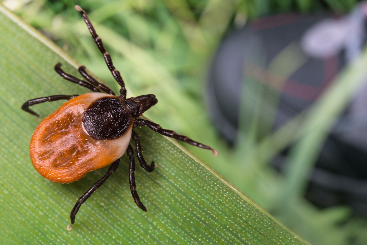 Tick Exterminator in the Carolinas