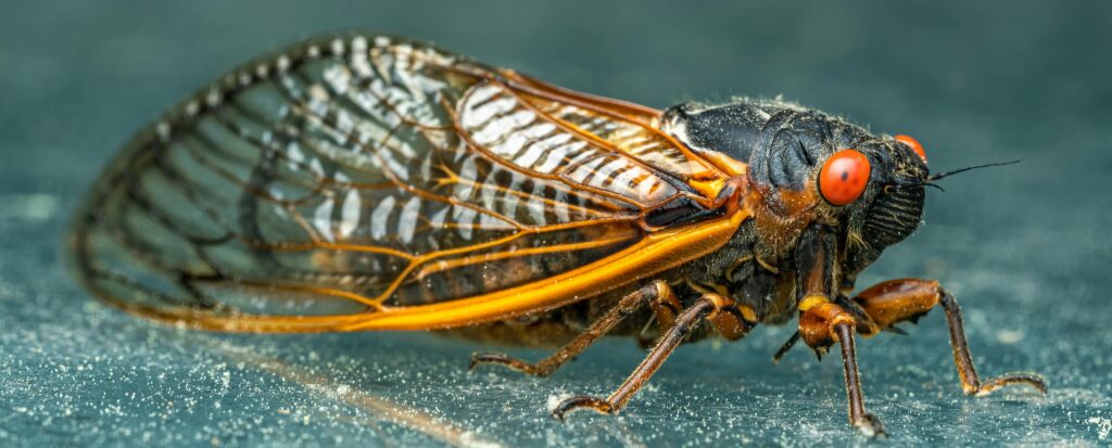 Cicadas in the Carolinas