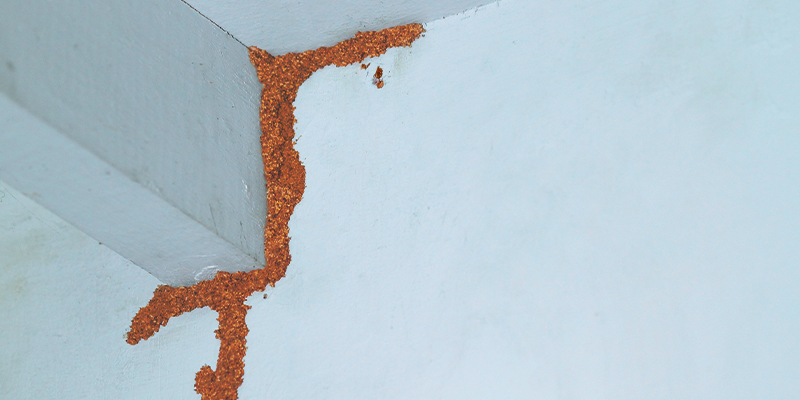 Termite Treatments