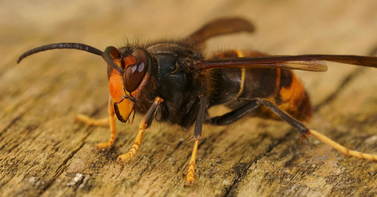 Yellow-Legged Hornet Control