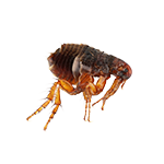 Flea