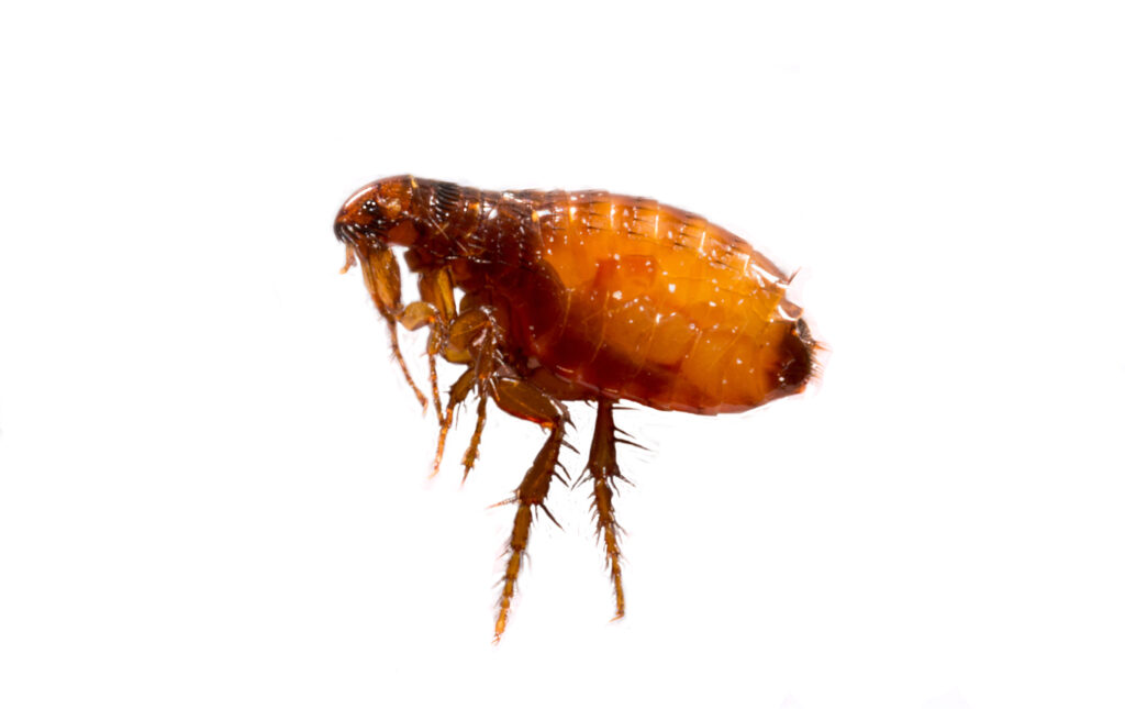Flea Control in North Carolina and South Carolina