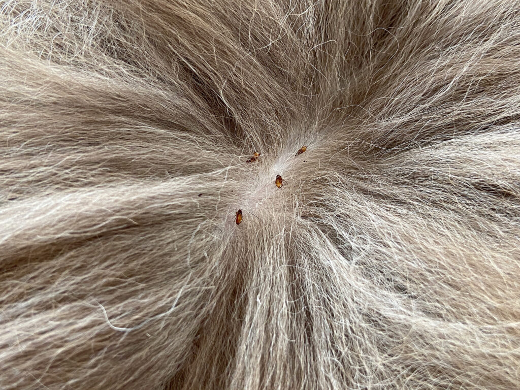 Flea Treatment in North Carolina and South Carolina