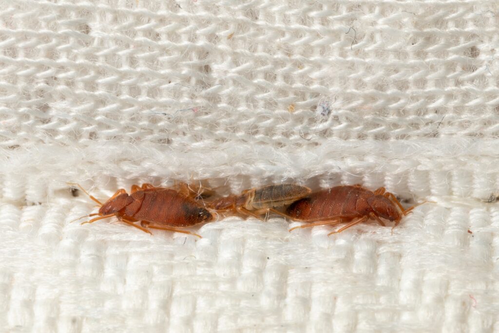 Bed Bugs in Mattress
