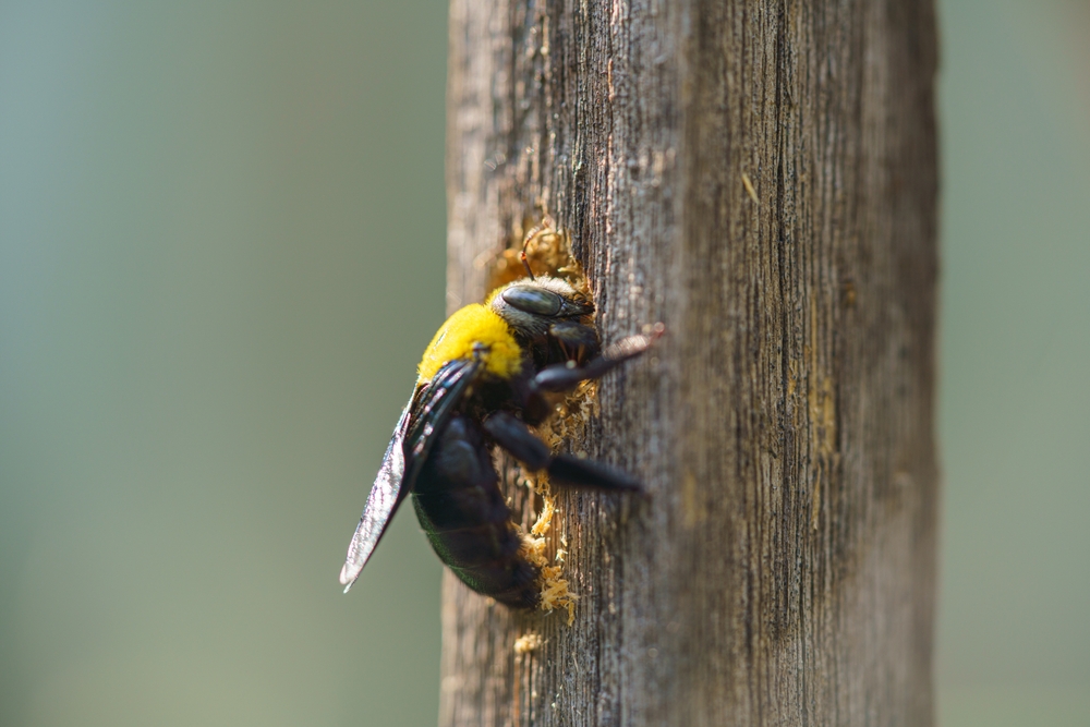 carpenter bee drilling a hole