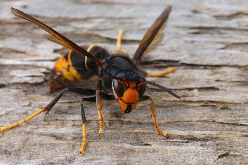 invasive worker asian hornet scary