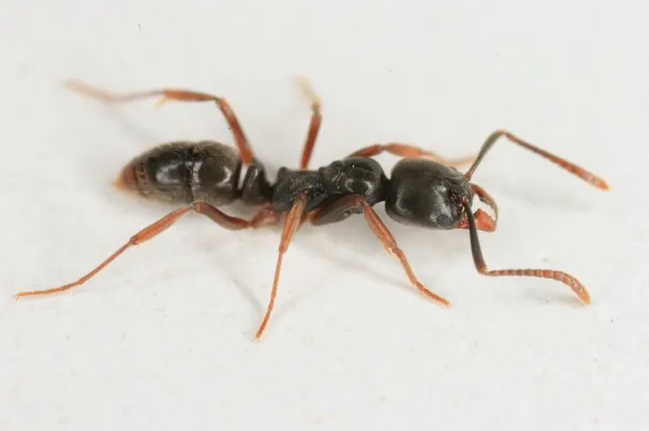 asian needle ant clarks pest control
