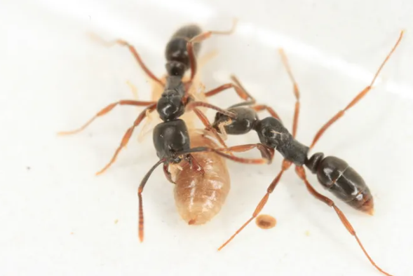asian needle ant attacking termite clarks pest control