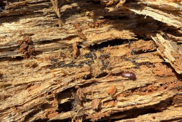 asian needle ants on wood clarks pest control