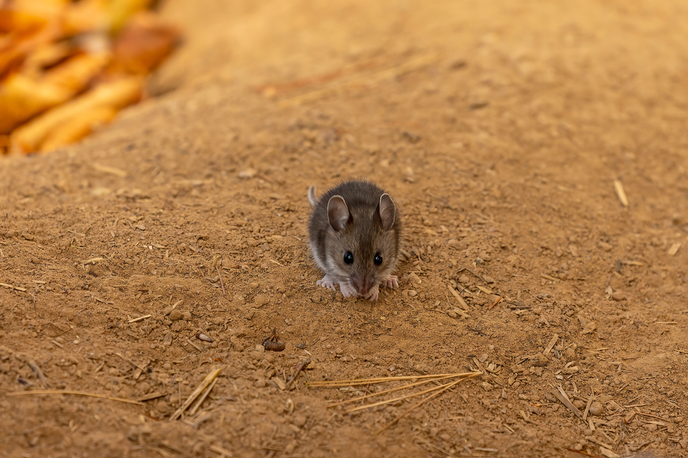 mouse on the ground clarks pest control