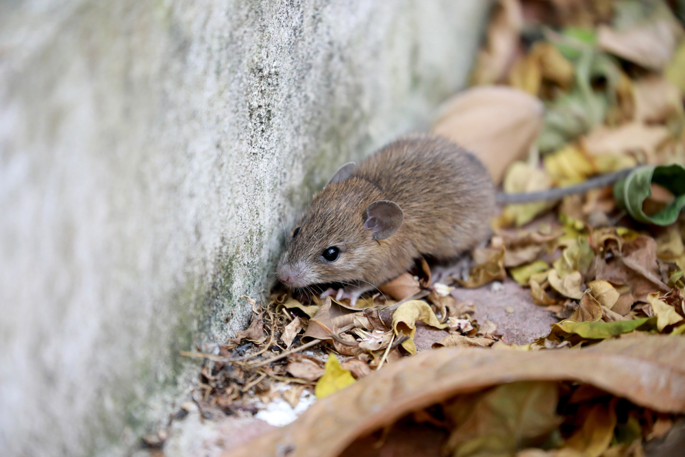 mouse outside clarks pest control