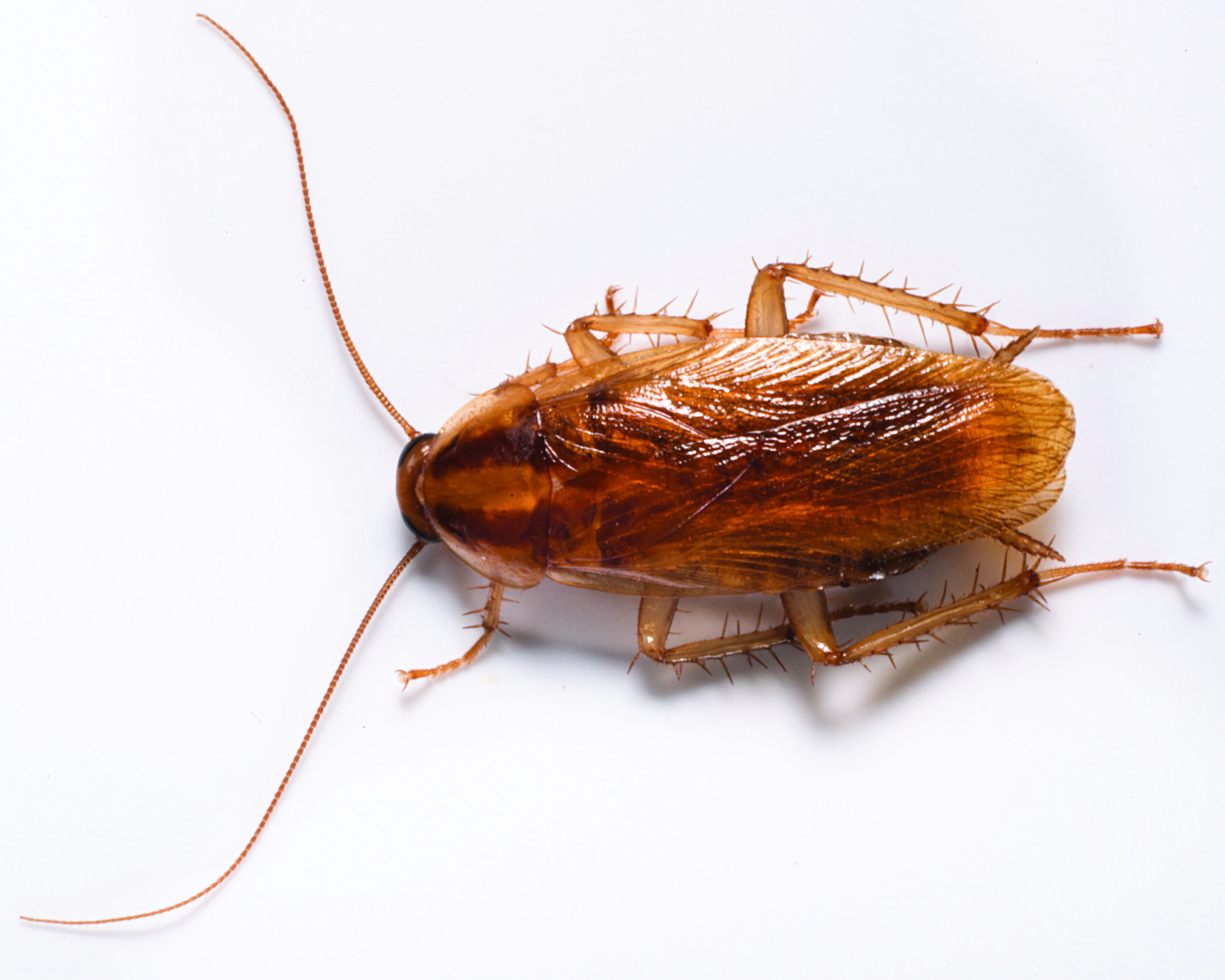 German Roach Clarks Pest How To Get Rid Of Roaches 