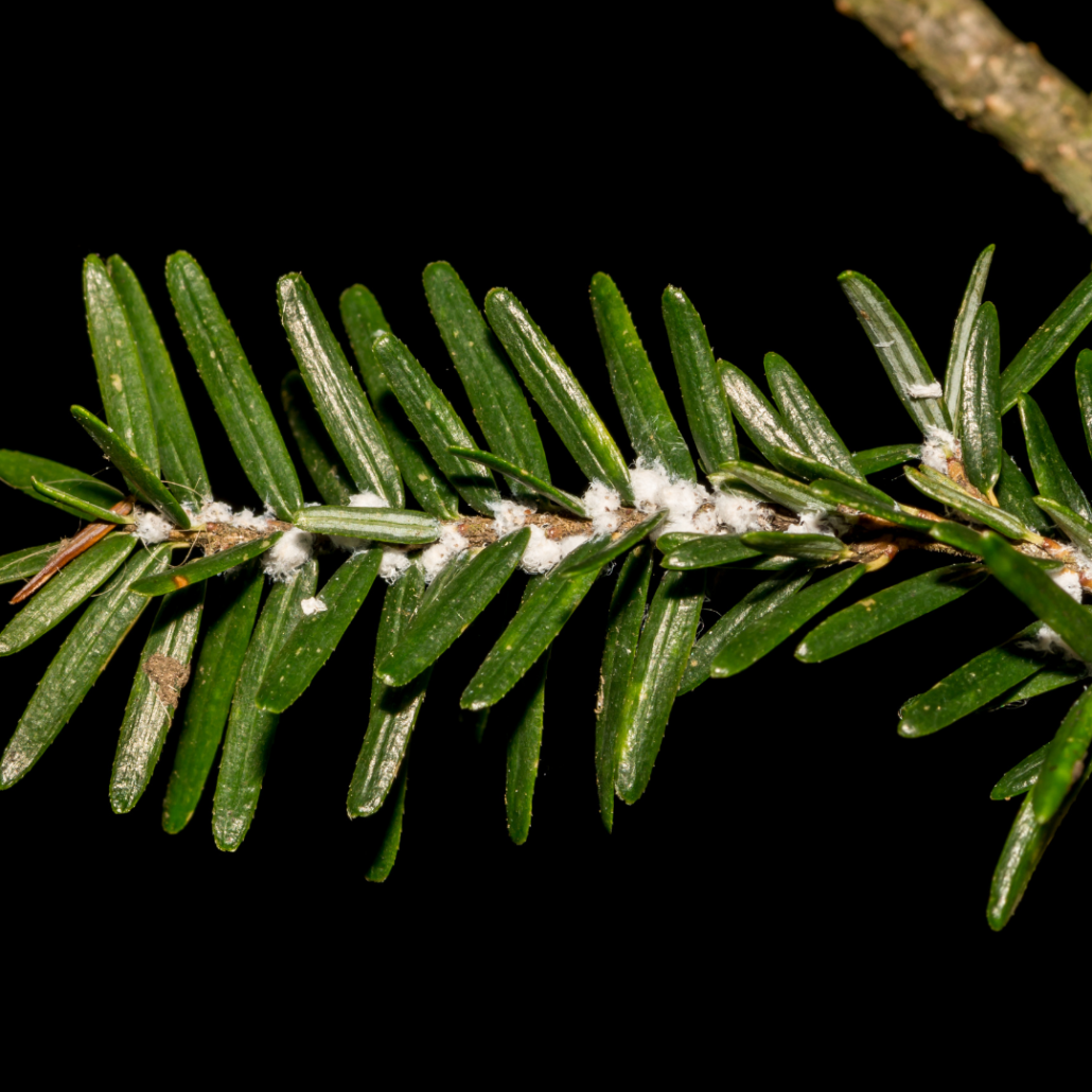 How To Get Rid Of Christmas Tree Bugs Clark