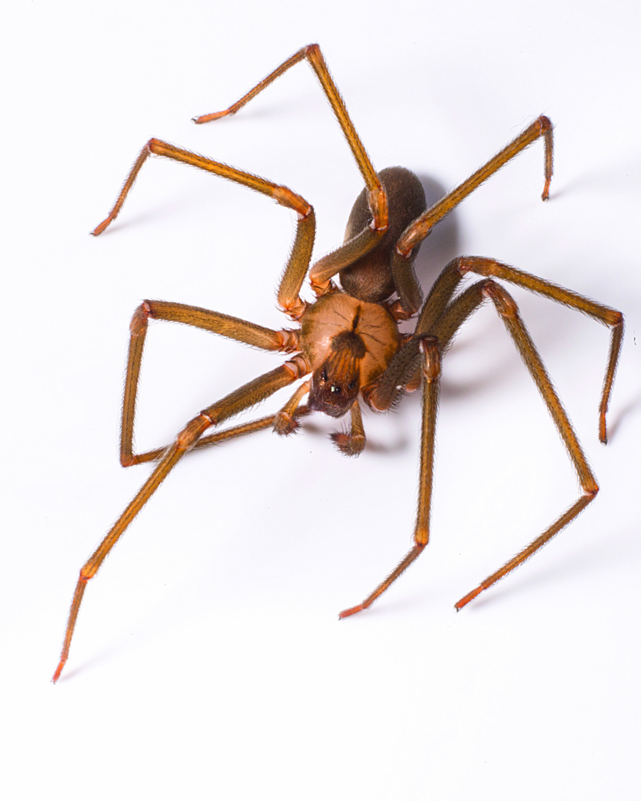 Spider service near me how to get rid of spiders