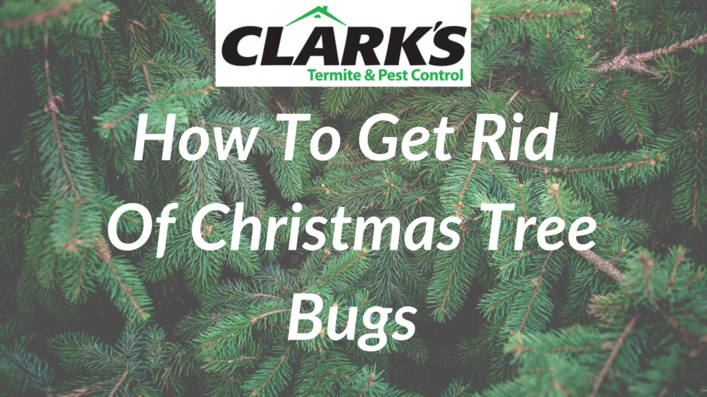 Blog Clark's Termite & Pest Control South Carolina