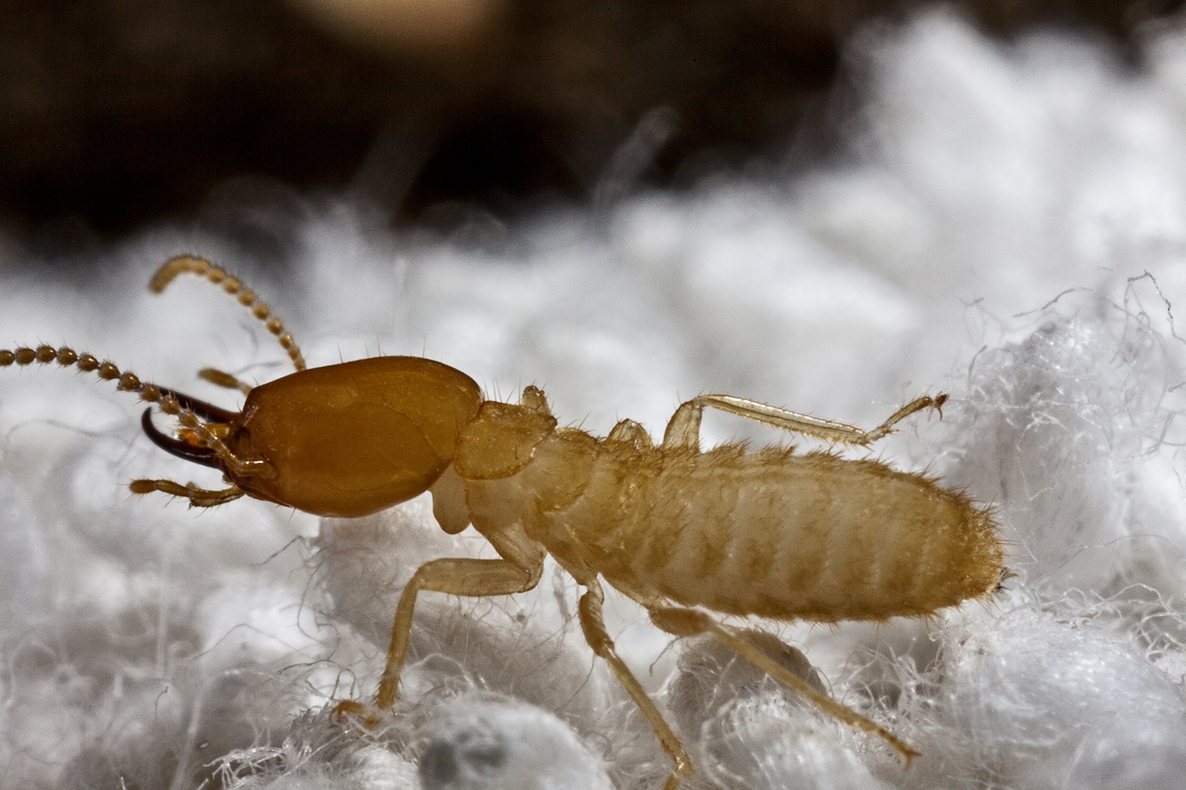get rid of termite infestation termite home inspection