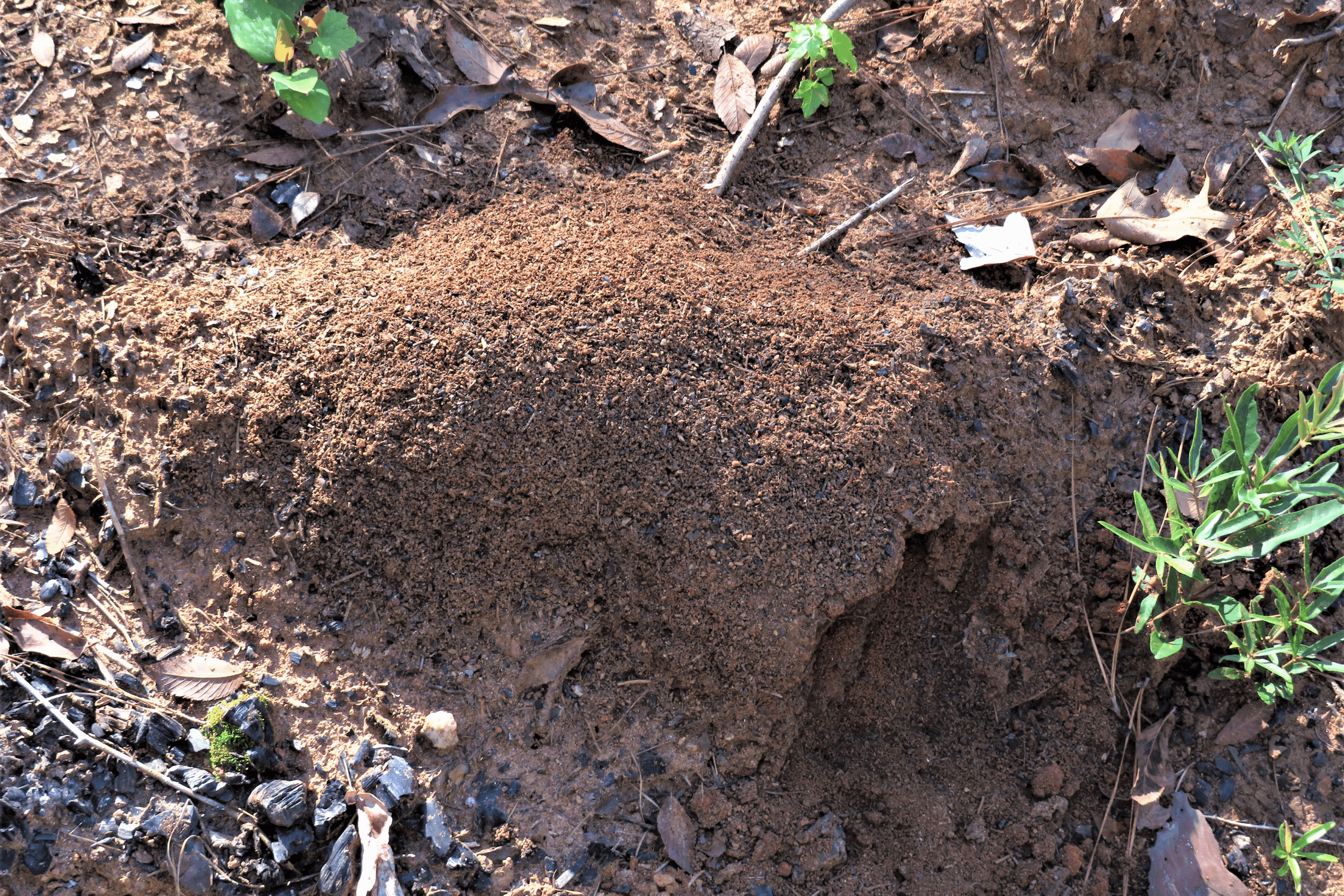 ant treatment for yard
