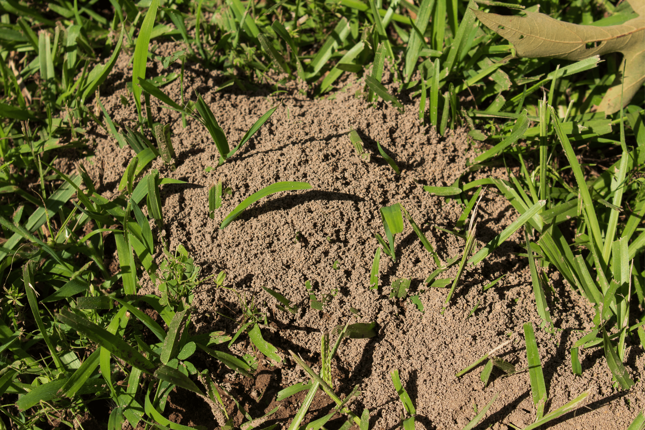 how to remove fire ants