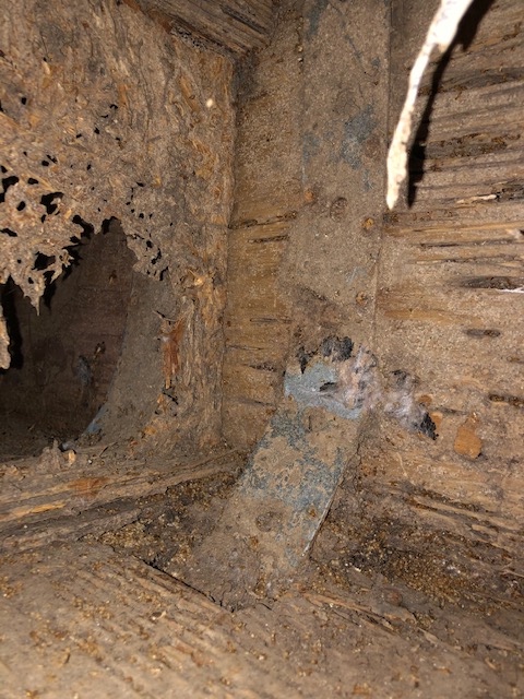 termite infestation kill termites