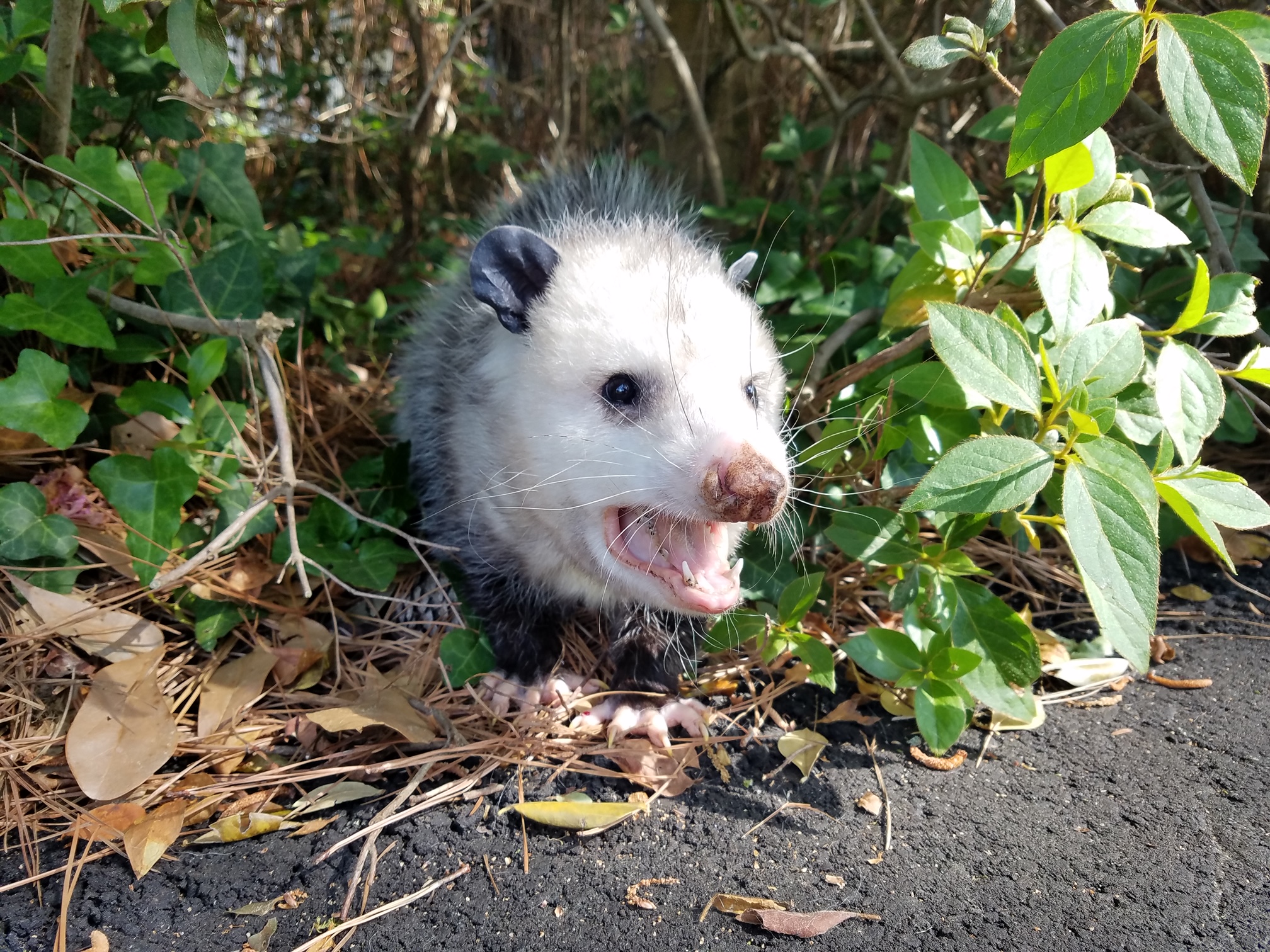 possum removal, opossum removal near me