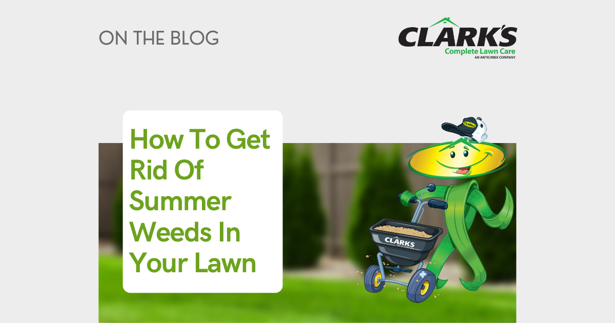 how to get rid of summer weeds
