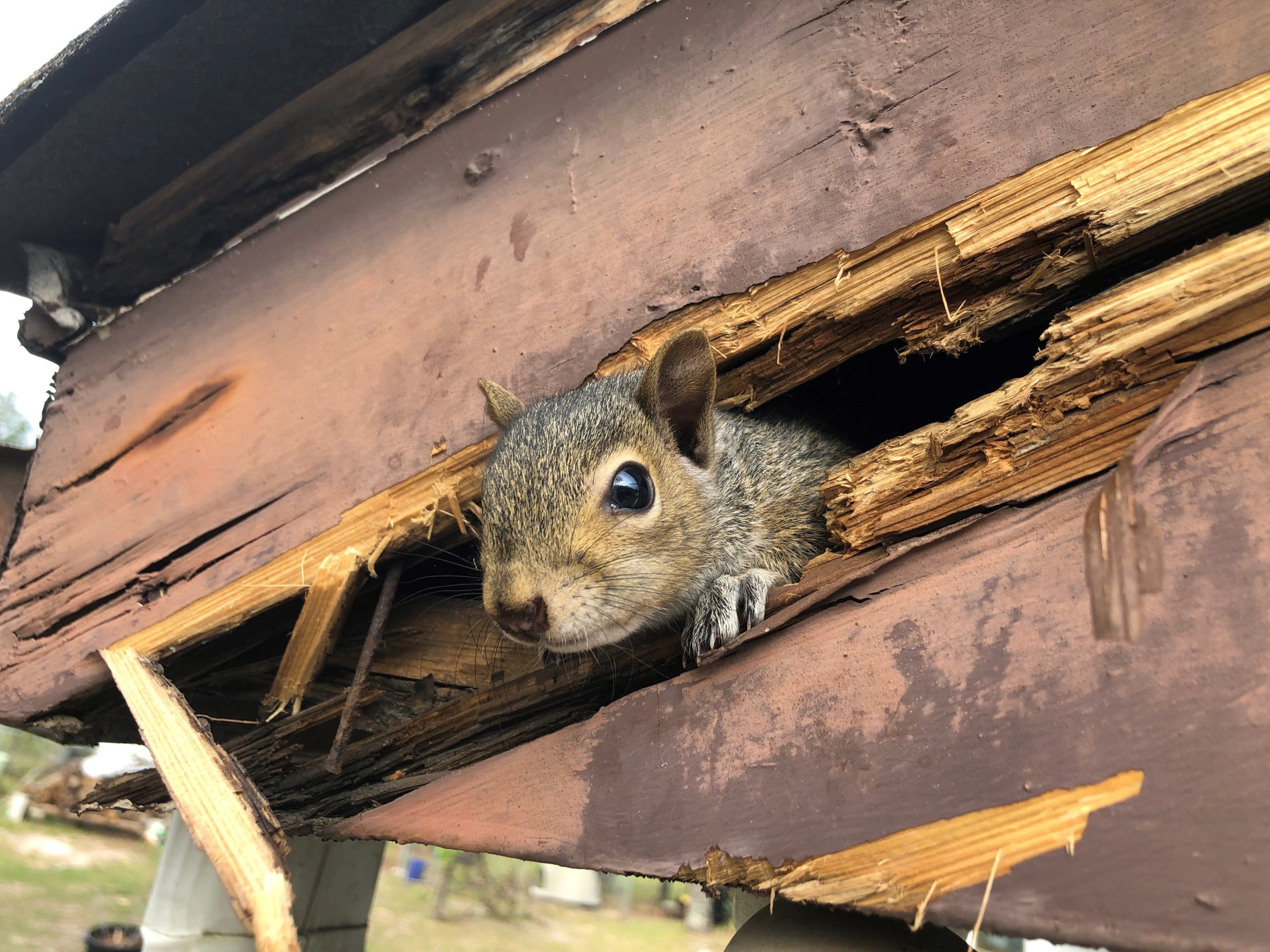 Squirrel Removal - Lake County, IL - Always Natures Way