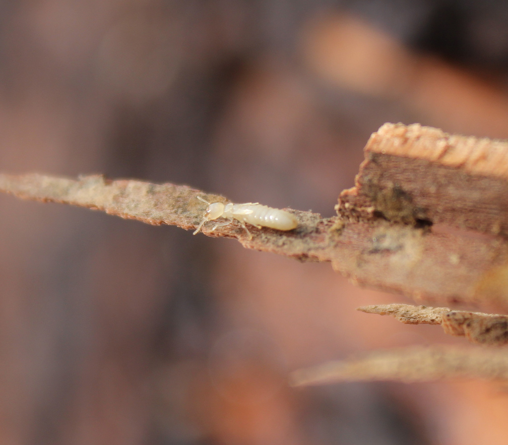 termite extermination how much is termite service