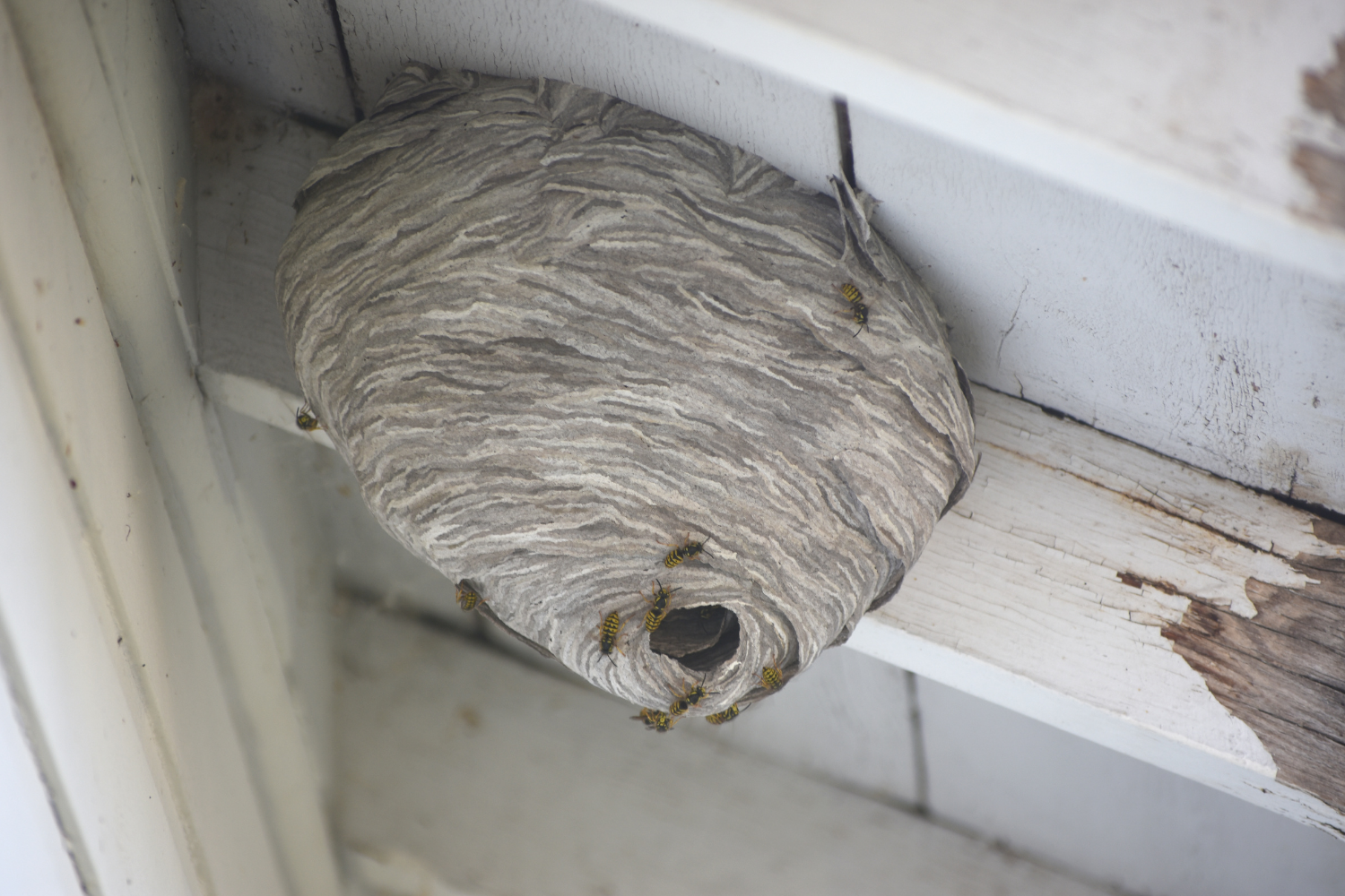 wasp nest removal, hornet nest removal, yellow jacket nest removal
